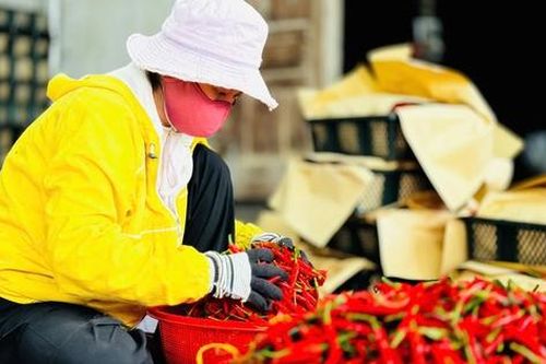 Giá ớt 'chạm đáy', địa phương kêu gọi chung tay tiêu thụ nông sản