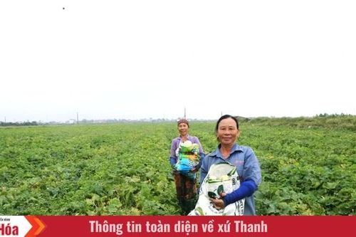 Ngọt lành hương dưa lê trên cánh đồng Tào Sơn