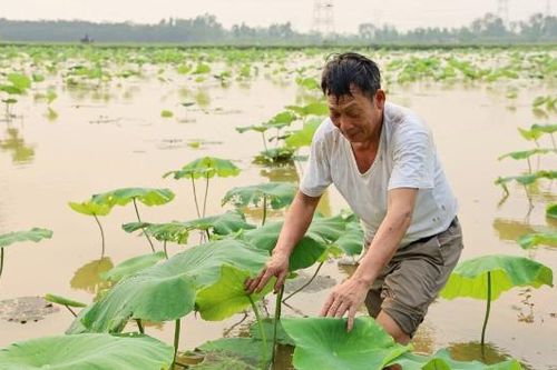 Làm giàu từ trồng sen lấy củ