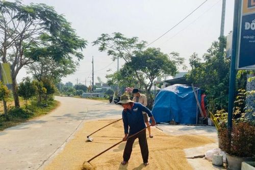 Xử lý nghiêm tình trạng phơi lúa mất an toàn giao thông