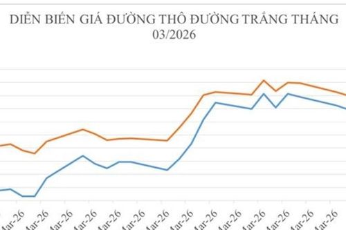 Giá đường thế giới tăng mạnh nhưng giá nội địa rơi xuống mức thấp nhất 3 năm