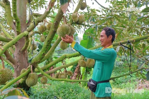 Khát vọng 'nở hoa' trên vùng đất phèn