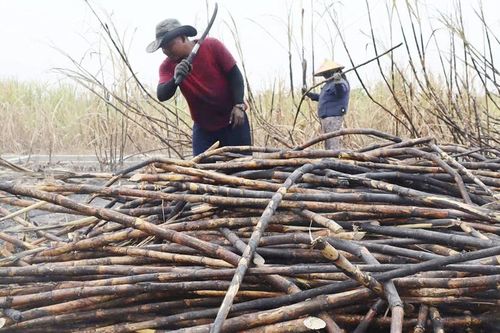 Hàng chục hecta mía bị cháy, nông dân Tây Gia Lai điêu đứng