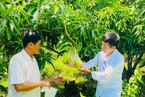 Hiệu quả từ mô hình trồng xoài theo hướng hữu cơ
