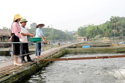 Đảng viên tiên phong phát triển kinh tế ở Phúc Đình
