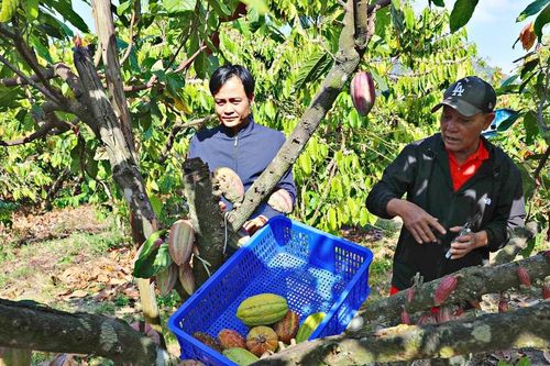 Ca cao - 'Quả ngọt' mới trên vùng đất khó Đam Rông