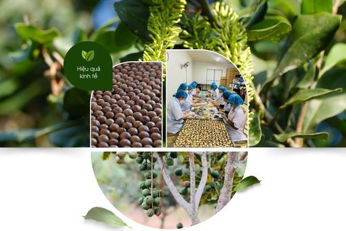 Khai thác tiềm năng, phát triển bền vững cây mắc ca tại Lâm Đồng