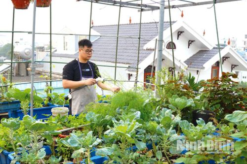 Mô hình trồng rau sạch tại nhà phố