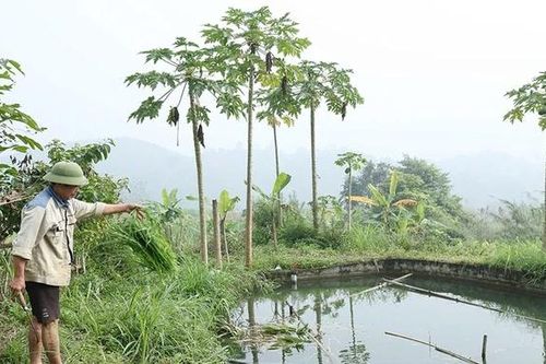 Nông dân xã Toàn Thắng thi đua phát triển kinh tế, xây dựng nông thôn mới