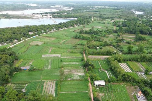 Hiệu quả từ mô hình trồng mướp đắng trên đất cát