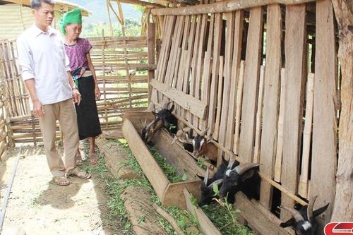 Triển vọng từ nuôi dê ở xã biên giới