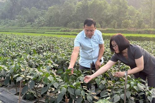 Linh hoạt cơ cấu cây trồng, nâng hiệu quả sản xuất