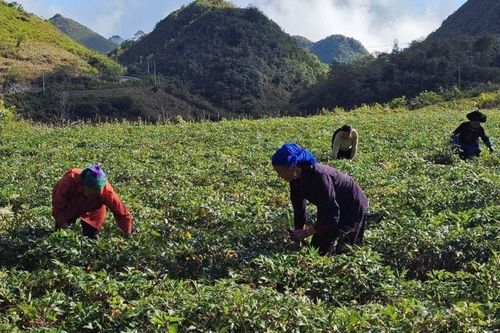 Lai Châu giàu lợi thế phát triển nông nghiệp hàng hóa, dược liệu