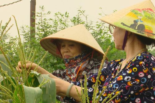 Người cao tuổi ở Hà Nội tích cực chuyển đổi xanh