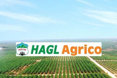 HAGL Agrico (HNG) thay dàn lãnh đạo: Thaco nắm quyền kiểm soát sau khi nhóm 'Bầu Đức' rút lui