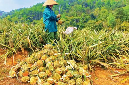 Bạch Đằng mùa dứa chín