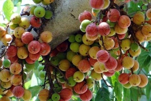 Từ quả 'quê mùa' rụng đầy gốc thành 'siêu thực phẩm' nhờ lợi ích sức khỏe bất ngờ với tiêu hóa và tim mạch