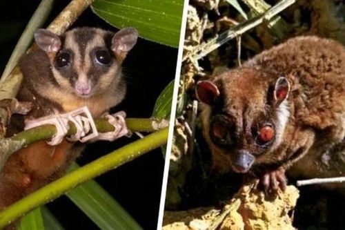 2 loài 'tuyệt chủng 6.000 năm' bất ngờ sống lại ở Đông Nam Á, có gì đặc biệt?