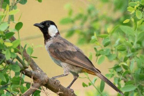 Số cuối ngày sinh Âm lịch dự báo tài lộc ở tuổi trung niên