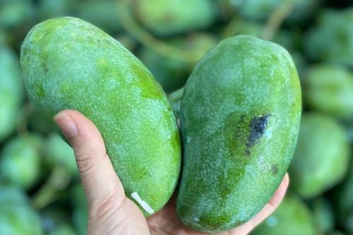 Xoài hạt lép 'làm mưa làm gió', tiểu thương tiết lộ lý do hàng về tới đâu hết tới đó