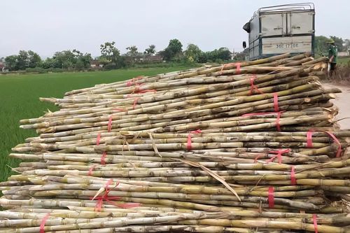 Nghịch lý thị trường đường