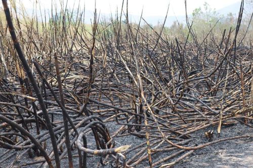 Gia Lai: Hàng chục ha mía cháy rụi, nhiều hộ nông dân bị thiệt hại nặng