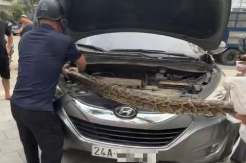 Chủ xe kinh hãi vì trăn quý hiếm khổng lồ chui vào nắp capô