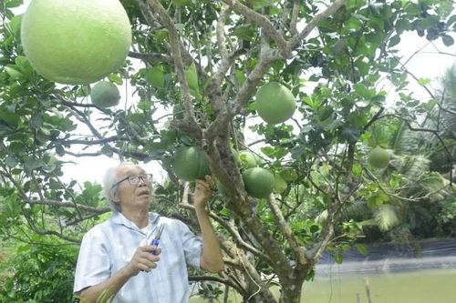 Người 'đánh thức' thương hiệu bưởi da xanh