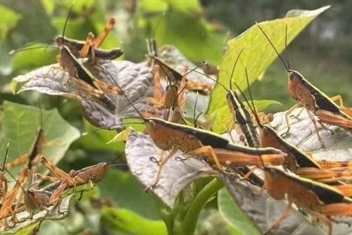 Khẩn trương kiểm soát, không để bùng phát dịch châu chấu tre
