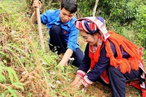 Đánh thức 'báu vật' trà Shan tuyết cổ, mở lối du lịch nông nghiệp tuần hoàn ở Hồ Thầu