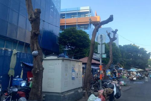 Hàng cây trụi cành trên đường