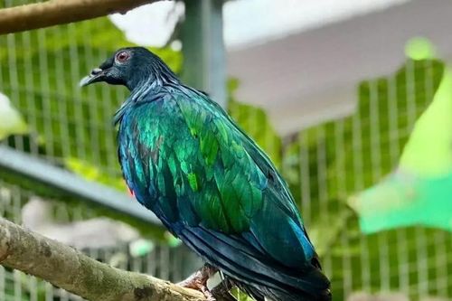 Ghi nhận hình ảnh bồ câu Nicobar quý hiếm tại Vườn quốc gia Côn Đảo