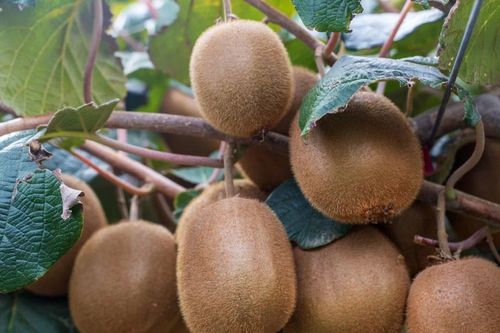 Hành trình khó tin của kiwi, từ cây dại Trung Quốc đến trái cây toàn cầu