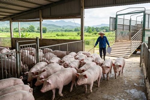 Giá heo hơi hôm nay 17/4: Xu hướng tăng rõ rệt ở ba miền