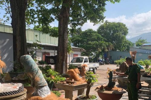 Chủ nhân 42 gốc mai bị tịch thu ở Côn Đảo được trả lại một nửa