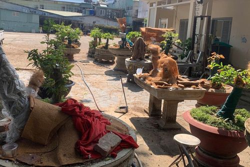 Diễn biến mới vụ 42 cây mai bị tịch thu ở Côn Đảo: Trả lại 21 gốc cho chủ sở hữu