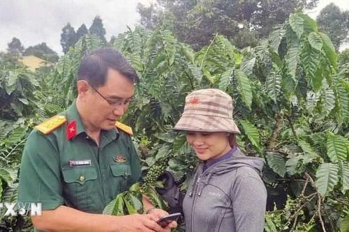 Quân dân Điện Biên sát cánh mở đất trồng cây công nghiệp thoát nghèo