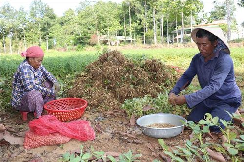Nông dân Vĩnh Long thất thu vụ lạc