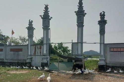 Dự án đền thờ tổ nghề ca trù thành nơi... chăn vịt, chính quyền nói gì?