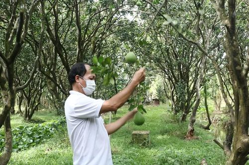 Hành trình đưa bưởi da xanh miền Tây chinh phục thị trường Úc