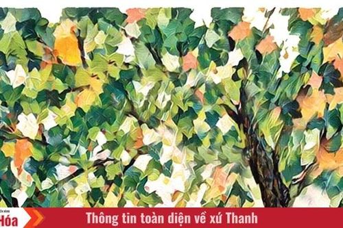 Khoảng trời dưới tán vông