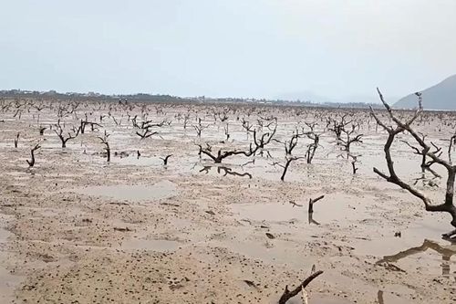 Hà Tĩnh: 'Lá chắn xanh' ven biển bị suy yếu sau thiên tai