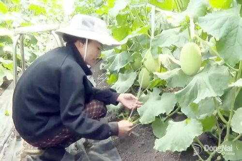 Ðồng hành cùng nông dân phát triển kinh tế