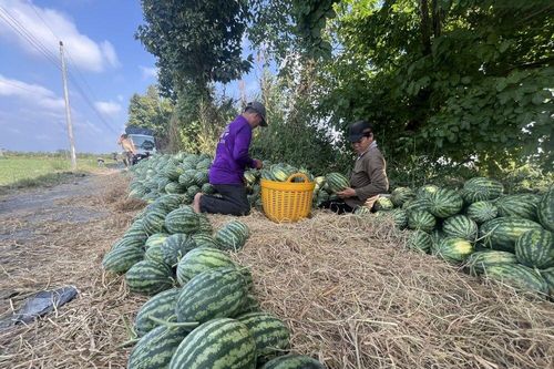Nắng nóng, dưa hấu đắt hàng