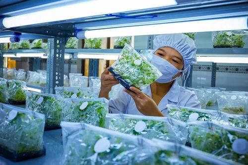 Mở rộng vùng trồng dược liệu gắn chế biến sâu và chuỗi liên kết