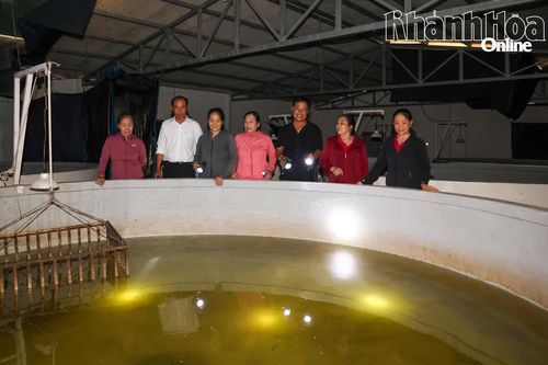 Nuôi cá chình hoa trong bể xi măng: Sinh kế mới cho nông dân