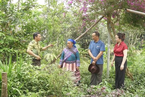 Giữ tri thức cây thuốc bản địa từ mô hình cộng đồng