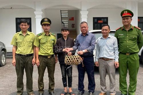 Trung tâm Du lịch và Bảo tồn sinh vật Hoàng Liên tiếp nhận 1 cá thể cu li quý hiếm