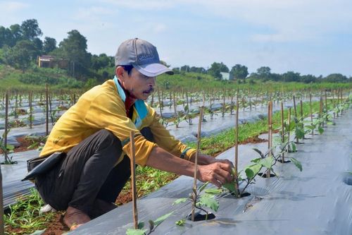 Ứng phó với khô hạn ở phía Tây