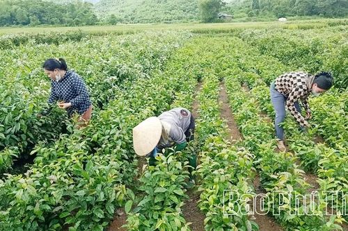 Khi nghị quyết 'bén rễ' từ cơ sở